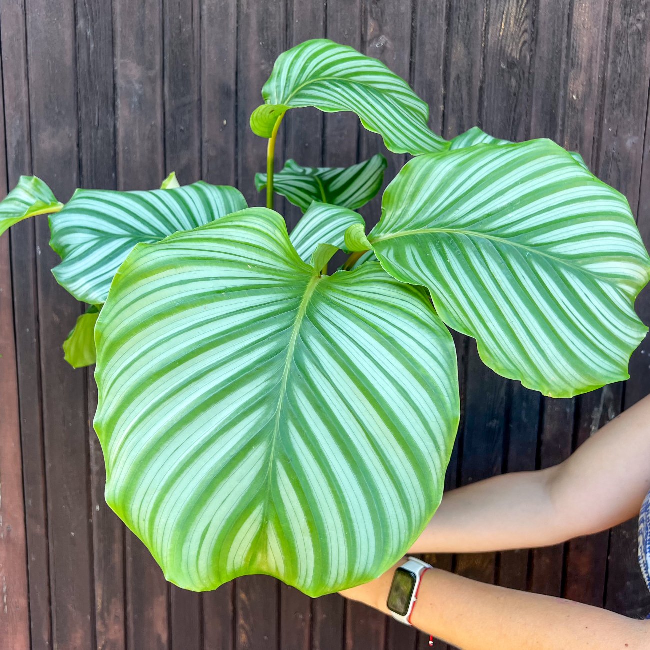 Obrázok Kalatea guľatolistá (Calathea orbifolia) - výška 40-50 cm, kont. C3L